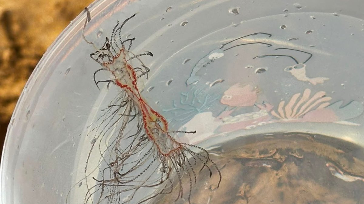 Imagen realizada por una bañista cerca del núcleo de San Juan de los Terreros.