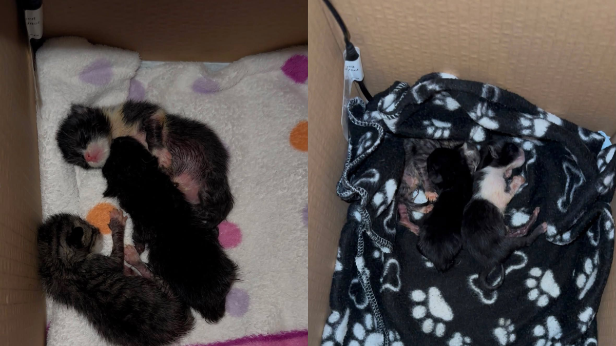 Los tres gatos recién nacidos se encuentran ahora en la casa de un joven.