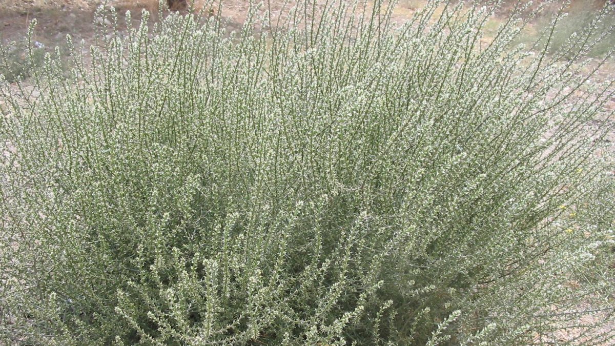 Salsola, género de plantas herbáceas cuya presencia se ha multiplicado de forma muy significativa en los últimos años.