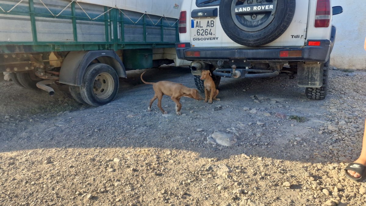 Perros abandonados en Castala.