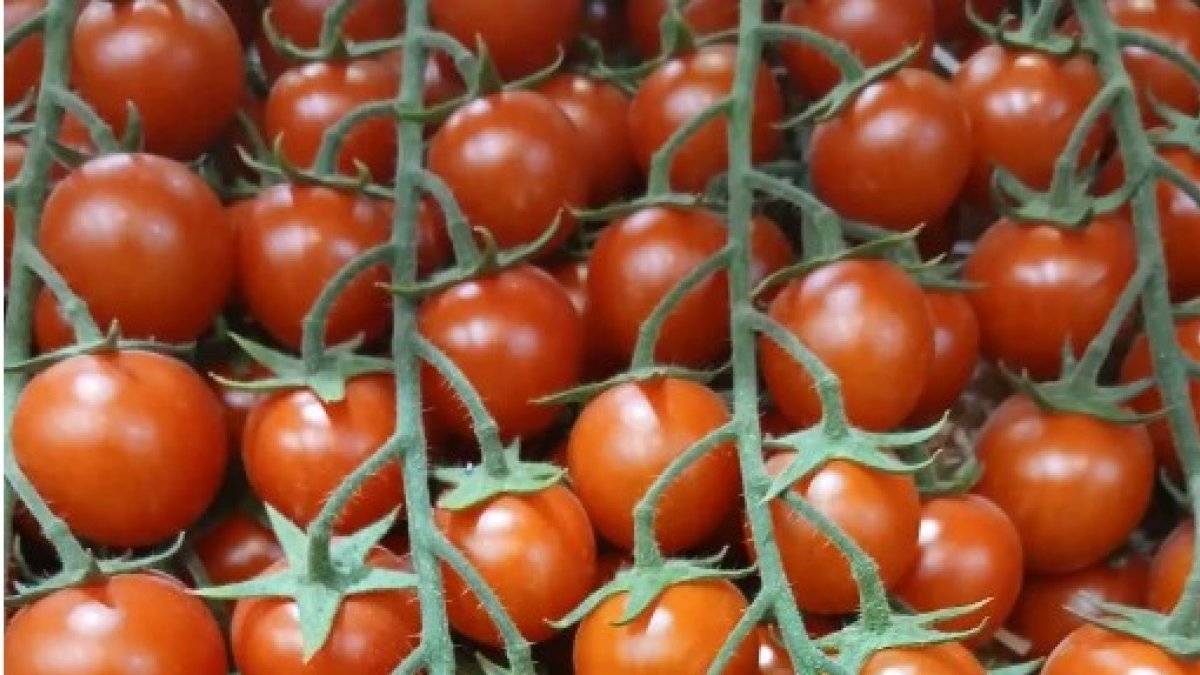 El exceso de temperaturas está provocando actualmente problemas de cuaje en el tomate.