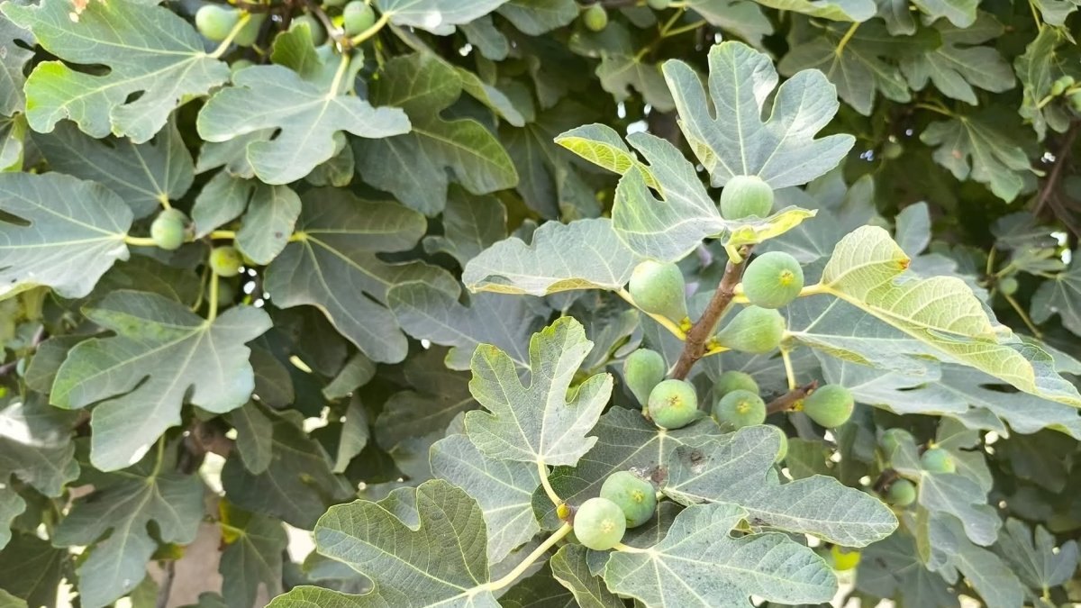 Higuera almeriense dando sus frutos.