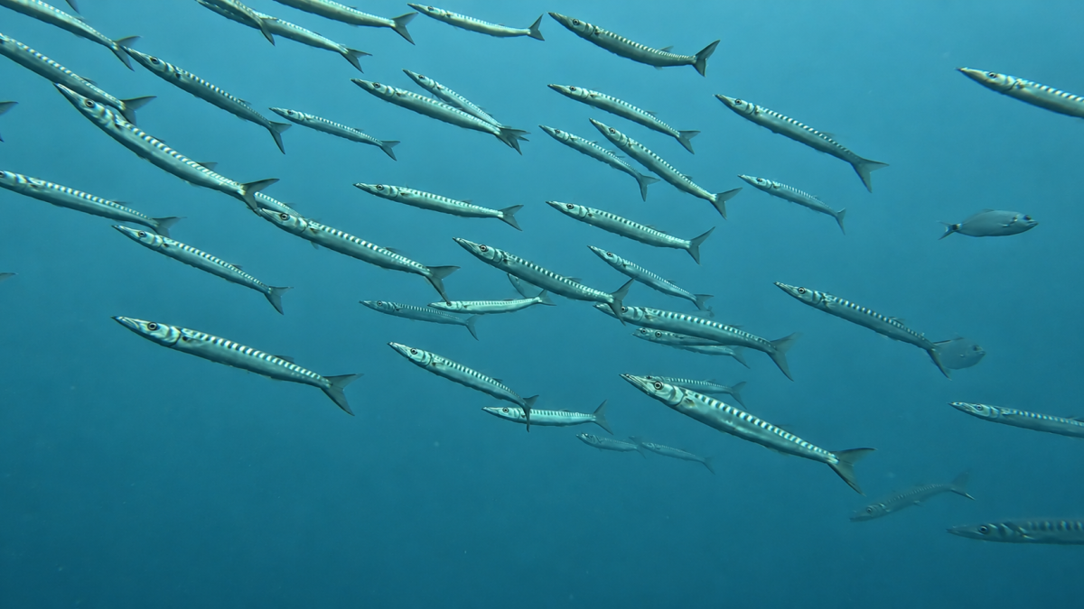 Banco de barracudas: Banco de barracudas (Sphyraena viridensis) en aguas del Mediterráneo, donde forman grandes bancos.