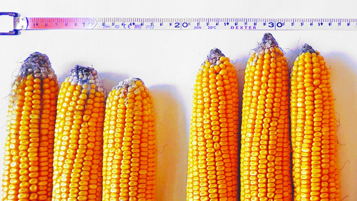 Syngenta anuncia inicio de los ensayos de una nueva tecnología denominada EXORT™, un importante avance científico que ayuda a las plantas a aprovechar mejor su propia biología.