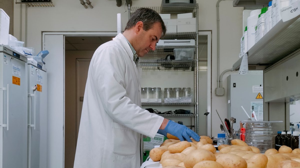 El desperdicio alimentario supone una oportunidad para la innovación agroalimentaria: desde la anticipación de las enfermedades del campo hasta las mejoras de almacenamiento.