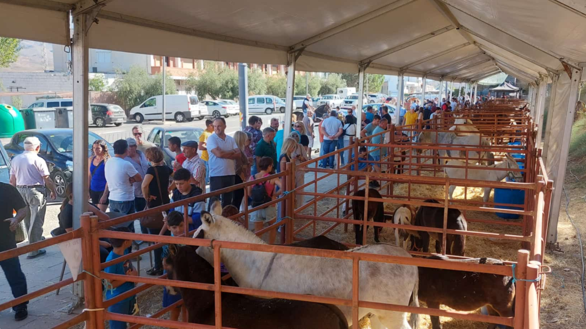 La exposición de caballos de la feria equina de Abla.