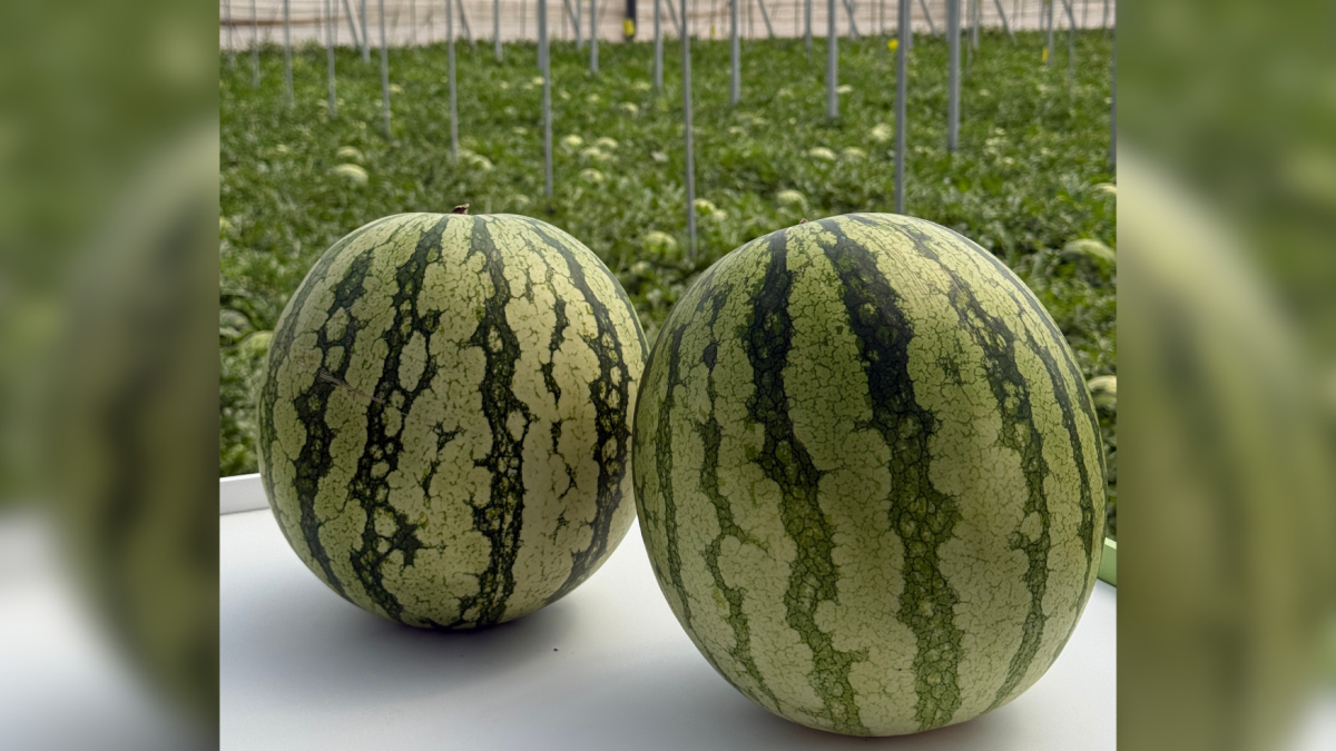 Sandías de la variedad Taylor de Fitó.