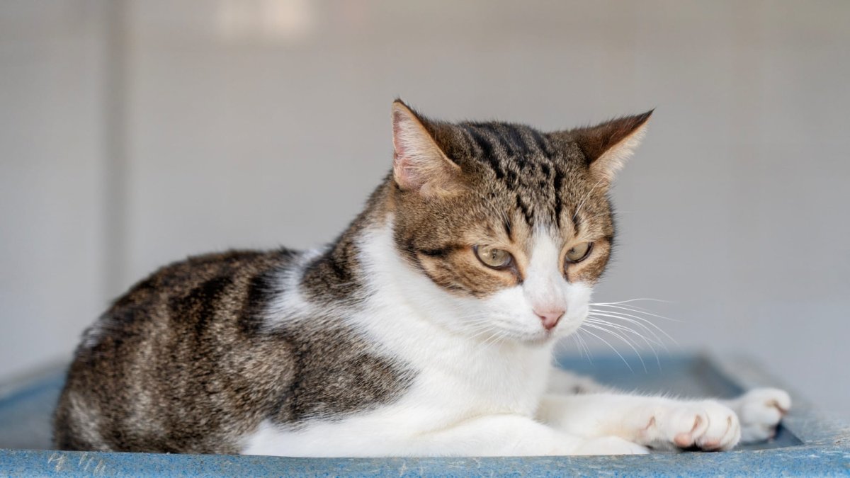 Fede llego al Centro Municipal de Protección y Adopción Animal de Almería hace cuatro años.