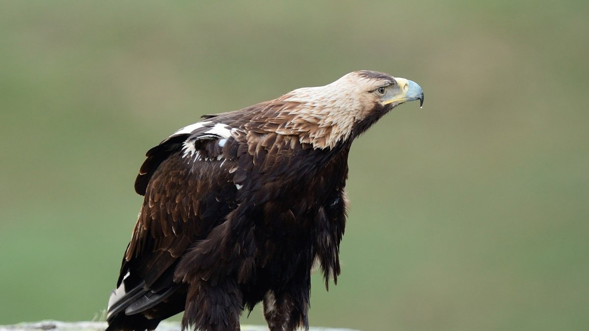 Ejemplar de águila imperial ibérica.