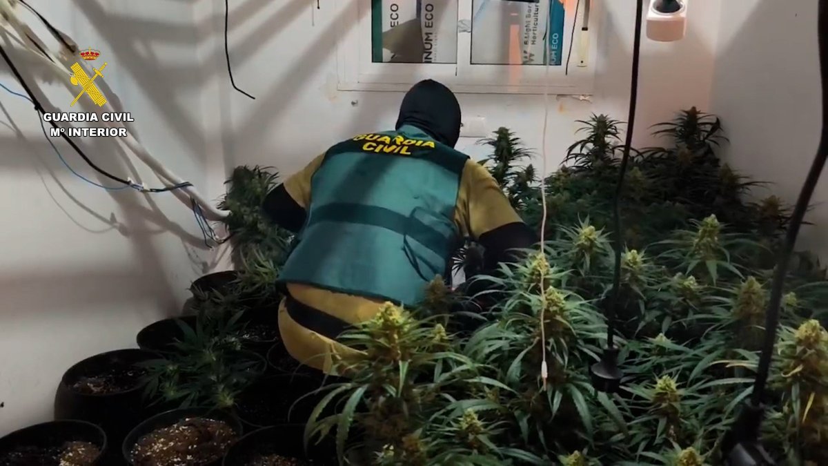 Un agente de la Guardia Civil inspecciona las plantas localizadas en una vivienda del Poniente de Almería.