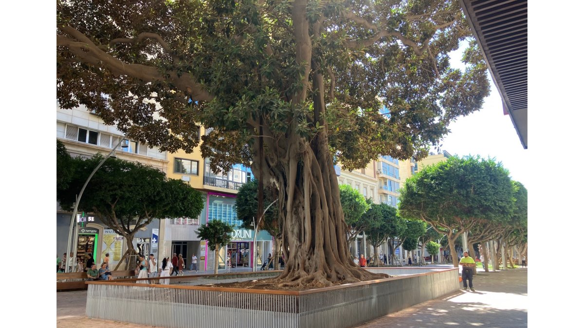 Imagen del ficus del Paseo esta semana, liberado de las vallas que lo protegían de las obras.