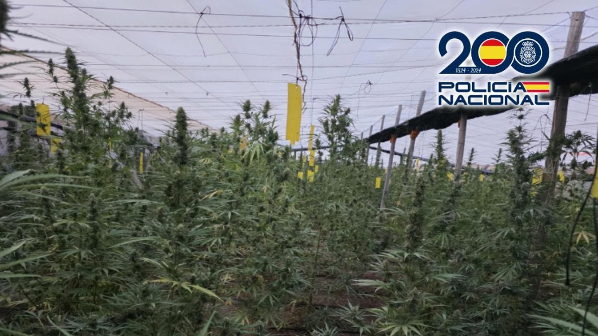 Invernadero con marihuana en Matagorda, en El Ejido (Almería).