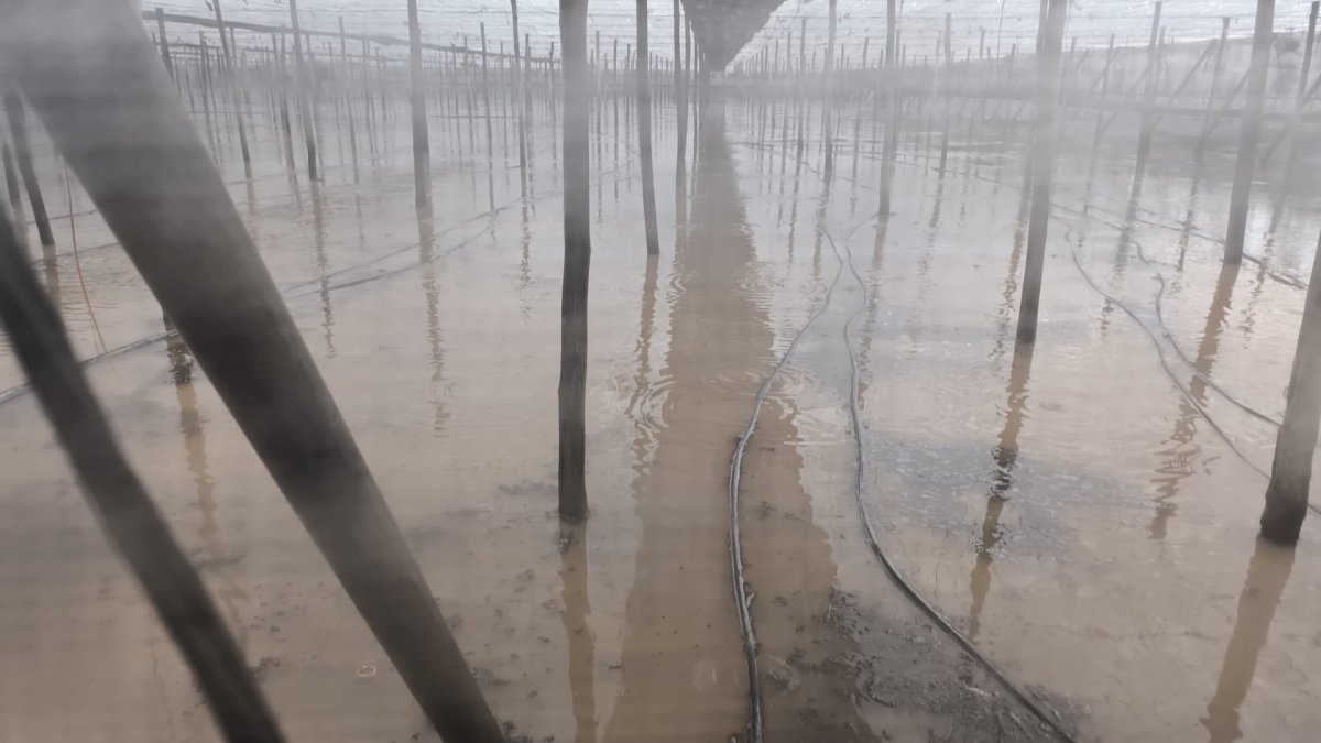 Un invernadero inundado por las lluvias de la dana Adam en el Poniente de Almería.