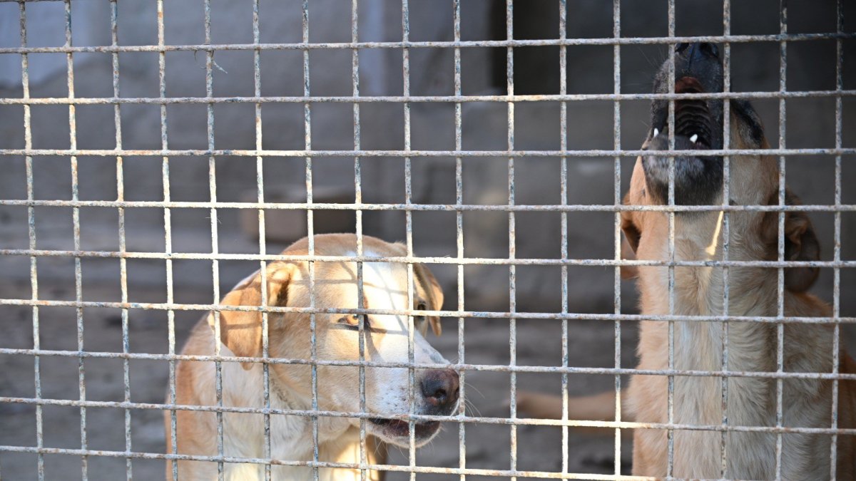 Archivo - Dos perros en una de las zonas de acogida del Centro de Protección y Adopción Animal de Almería.