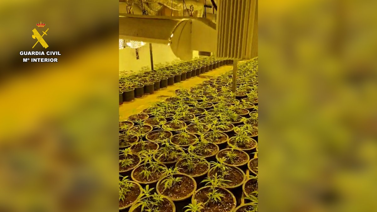 Imagen de la plantación intervenida por la Guardia Civil en Huércal de Almería.