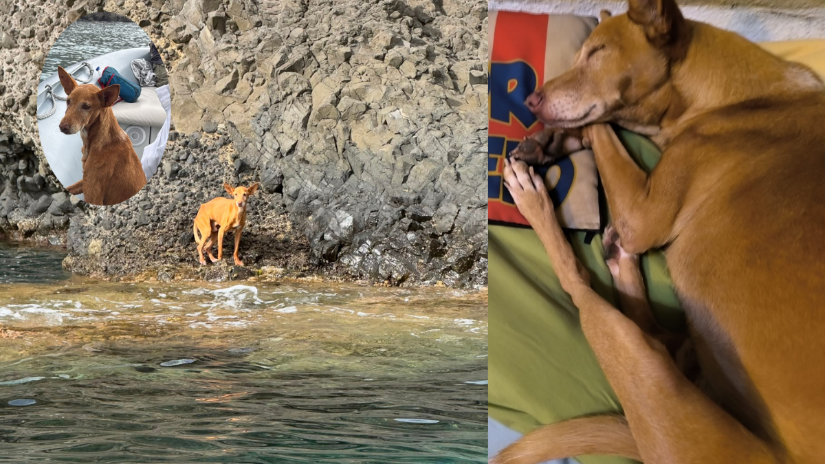 De ser abandonado en una cala de Las Negras (izquierda) a su nueva vida en Madrid (derecha).