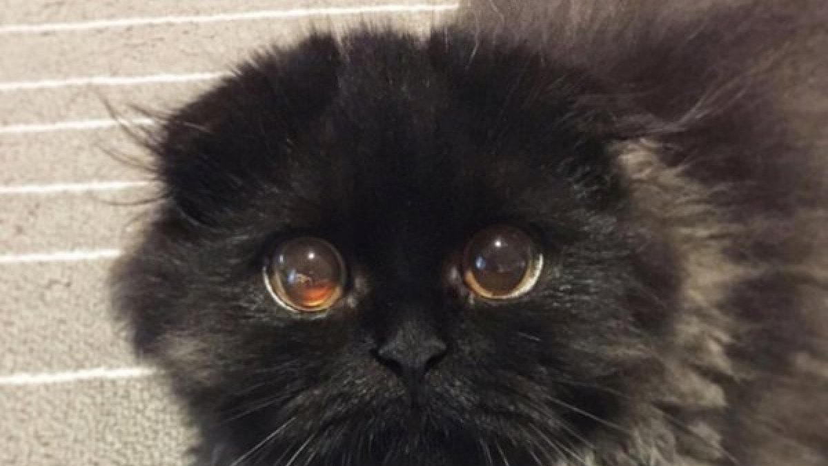 Imagen de archivo de un gato negro.