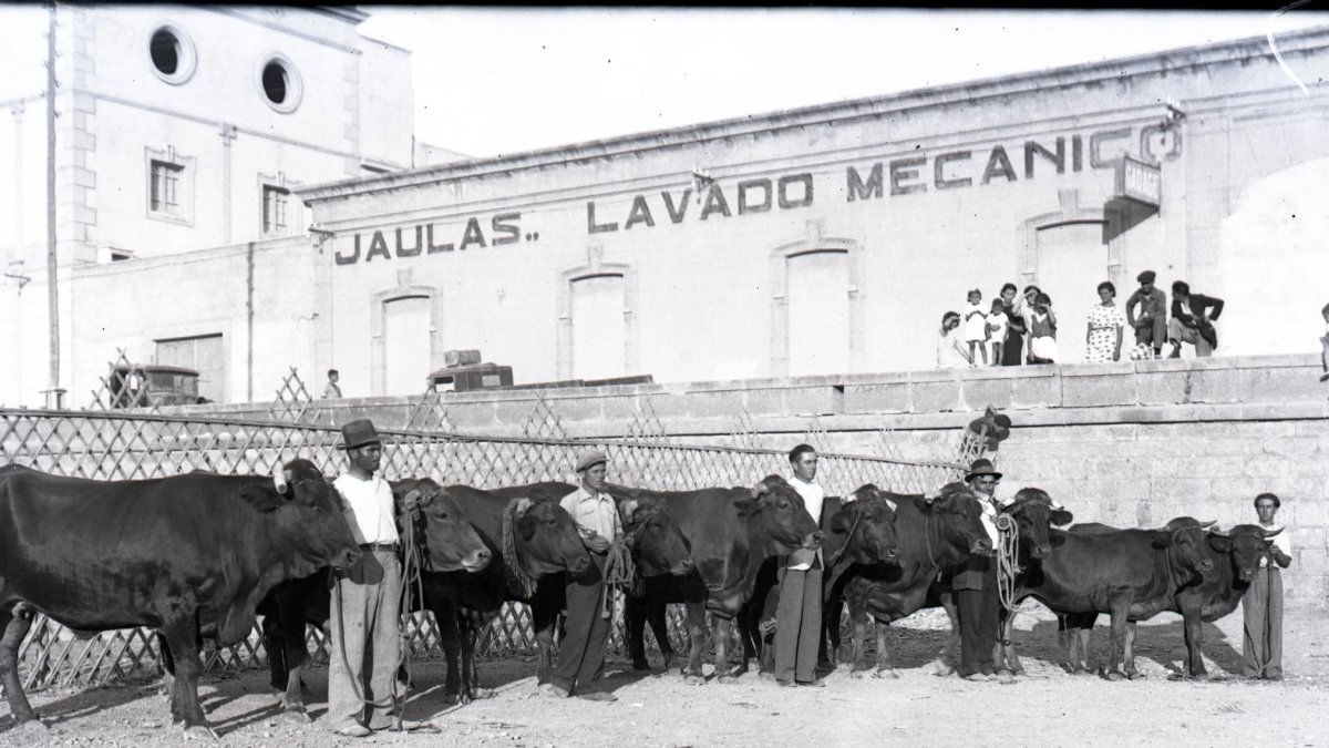Yuntas de vacas estabuladas en la Rambla, junto al edificio del Colegio de La Salle y el Garaje Internacional durante la Feria del Ganado.