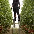 Un trabajador de invernadero recoge tomate subido a una original escalera.