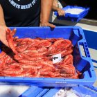 Gamba roja recién capturada y comercializada en la lonja de Almería.