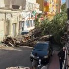 Árbol caído en la calle Pancho de Barrio Alto