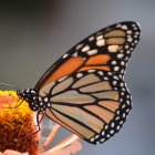 Las mariposas monarca recorren miles de kilómetros desde Canadá a México