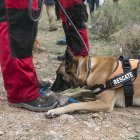 Uno de los perros que están participando en el dispositivo de búsqueda.