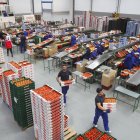 Trabajo intenso en los almacenes hortofrutícolas
