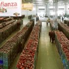 Imagen de una alhóndiga almeriense preparada para enviar producto a sus clientes.