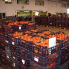 El nuevo  centro en el Parque de La Mojonera estará especializado en el envasado de tomate para cubrir todo el ciclo.