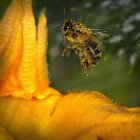 Los abejorros polinizan las flores al transportar el polen de los estambres al pistilo de cada flor.