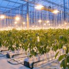 Los refugiados sirios aprenderán técnicas de cultivo hidropónico gracias a un acuerdo entre el gobierno holandés y el jordano.