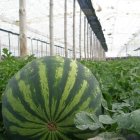 Las bajas temperaturas parece ser la causa de la escasez de la demanda del melón o la sandía en Europa.