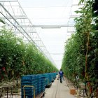 La Junta de Andalucía ha triplicado el presupuesto previsto inicialmente para la modernización de las explotaciones agrarias.