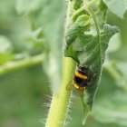 La Operación Polinizador pretende conservar la fauna auxiliar en el entorno de las fincas.