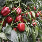 El pimiento es uno de los productos que Turquía está exportando a Rusia.