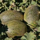 El melón piel de sapo es cada vez más importante en los cultivos del sureste español.