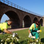 Jardineros del Ayto. de Almería soltando andersoni en rosales