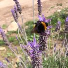 Un abejorro poliniza una flor en el exterior de un invernadero en el campo de Níjar.