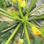 Calagreen y Calabonita destacan por su intenso brillo y alta calidad poscosecha.