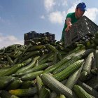 La crisis obligó a destruir miles de toneladas de pepino