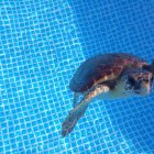 Las dos tortugas serán reintroducidas en el mar en los próximos días.