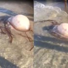 La medusa gigante que apareció ayer en la playa de El Zapillo