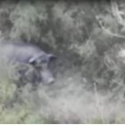 Captura del vídeo grabado por un grupo de almerienses.