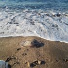 Un perro se acerca a la medusa.