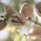 Almendros almerienses de secano.