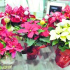 Detalles arte floral le da la bienvenida a sus clientes con los pascueros que se cultivan en Almería, aunque su origen es mexicano.