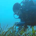 Muestreos de cartografía de Posidonia oceánica. 