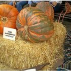 Calabazas del concurso celebrado el año pasado.
