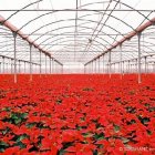 La producción de Solisplant ha alcanzado los 120.000 pascueros este año, con lo que se coloca como u
